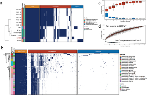 Figure 4. Pan-genome analysis of Cysteiniphilum and Francisella genus individually. (A) Distributions of core gene (present in all genomes), accessory gene (present in 5%~95% of the genomes) and strain-specific gene (present in one genomes) in Cysteiniphilum spp. genomes. (B) Distributions of soft-core gene (present in at least 95% of genomes), accessory gene and strain-specific gene in Francisella spp. genomes. (C) Gene accumulation curve of core genes (blue) and pan genome (red) of Cysteiniphilum spp. genomes. The upper and lower edges of the boxes indicate the first quartile (25th percentile of the data) and third quartile (75th percentile), respectively, of 1,00 random different input orders of the genomes. (D) Gene accumulation curve of soft-core genes (blue) and pan genome (red) of Francisella spp. genomes.