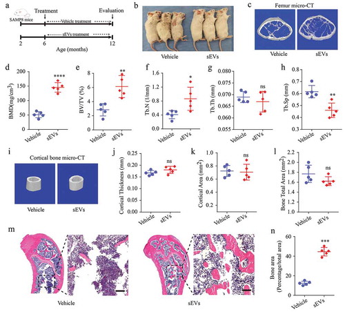 Figure 2. hESC-sEVs treatment prevents age-related bone loss in SAMP8 mice.