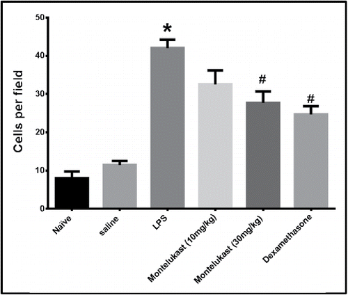 Figure 6. Effect of oral treatment with Montelukast (10 and 30 mg/kg) and dexamethasone on average number of inflammatory cells in 10 randomly chosen fields (500-μm squares) measured from 10 randomly selected lines passing through the lung in H & E stained sections taken 48 hours after the 9th exposure to LPS. Each column represents means ± S.E.M. (n = 6). Significance of differences from saline exposure (*, p < 0.05), and significance of differences from LPS exposures (#, p < 0.05) were determined by analysis of variance (single factor), followed by the Newman–Keuls Multiple Comparison Test.