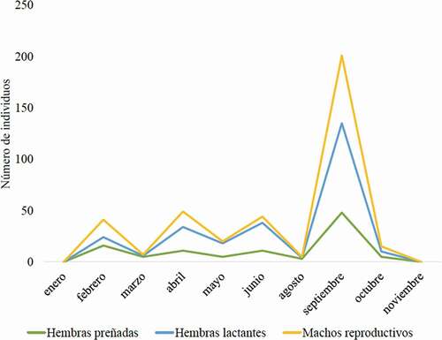 Figura 4. Número de individuos de murciélagos en estado reproductivo (hembras preñadas o lactando, y machos sexualmente activos) por mes de muestreo en el Caribe de Honduras y Nicaragua