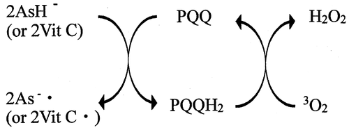 Fig. 7. Recycling of PQQH2 and PQQ under the coexistence of Vit C.