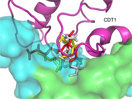 Figure 2 Docking of simvastatin on the human DNA replication licensing factor CDT1.