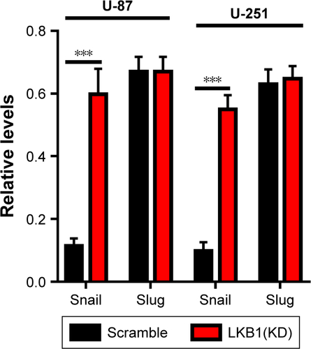 Figure S3 The Slug protein expression level remains unchanged in U-87 and U-251.Notes: ***P<0.001.Abbreviations: LKB1, liver kinase B1; KD, knockdown.