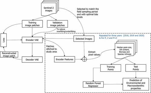 Figure 3. Stepwise procedure for data processing, feature extraction, and prediction of the environmental and macrozoobenthic properties. The dotted line delineates the processes which were repeated for different scenarios separately: Pinkegat (P), Zoutkamperlaag (Z), and combined sites (P+Z).