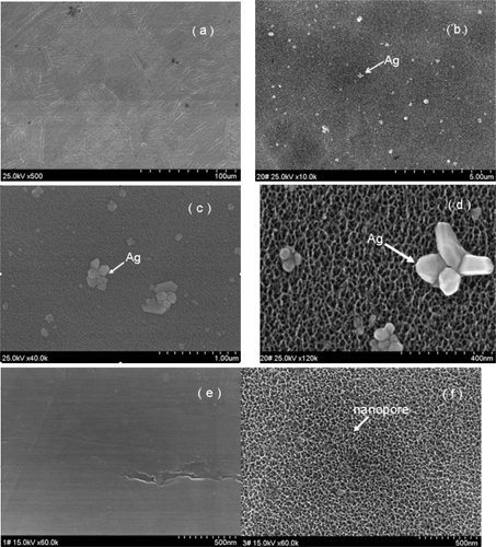 Figure 2 Morphological characterization of Ti-Ag surface. SEM micrographs show Ti-nAg surface at different magnifications: (a) ×500; (b) ×10000; (c) ×40000; and (d) ×120000. Ti-polished surface (e) magnification ×60000, and titanium surface after etched by piranha solution but before treated with silver solution (f) magnification: ×60000.Notes: (working distance: 15000 μm; accelerating voltages: 25 KV).Abbreviation: SEM, scanning electron microscopy.