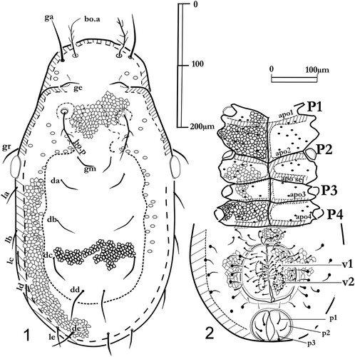 Figures 1, 2. Labidostomma motasi, male. 1, Dorsal shield. 2, Ventral view. On the epimera solely the base of setae are noted, pores are not figured.