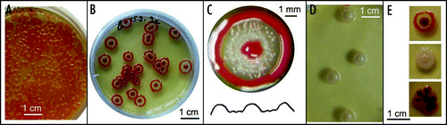 Figure 3 Types of colonies. (A) A dense spread gives rise to small colonies (the F strain, 14 days); (B) a low-density spread (about 30 CFU/dish) leads to the fountain (F) pattern (12 days); (C) a typical F colony at higher magnification with a profile of its cross-section (not to scale; 12 days); (D) a low-density spread of the W strain (6 days); (E) colonies originated by planting dense inocula: top—F colony; middle—W colony; bottom—disheveled morphology obtained sometimes for the F strain (6–9 days).