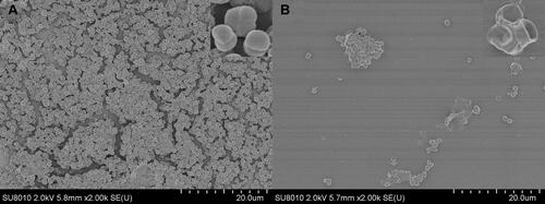 Figure 6 SEM images of S. aureus biofilm incubated for 4 h upon treatment of (A) PBS and (B) QCS-EDA-CDs (800 μg/mL), respectively.