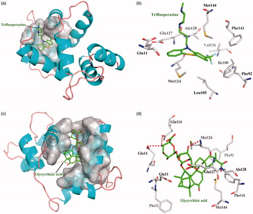 Figure 6. The figures of Calnodulin/ligand interactions: (a) The positive control binding mode of Trifluoperazine to Calnodulin protein ribbon, protein was shown in ribbon and Trifluoperazine in green sticks, the active pocket was shown in surface form. (b) Trifluoperazine and Calnodulin bind schema detail maps, the amino acid residues were labelled in the form of white sticks and Trifluoperazine in green sticks, the red dotted line illustrates the hydrogen bond interaction. (c) The binding mode of Glycyrrhizic acid to Calnodulin protein ribbon. (d) Glycyrrhizic acid and Calnodulin bind schema detail maps; the notation used here were same as positive control.