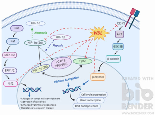 Figure 11 Signaling pathways involved in inactivation of apoptosis and resistance to cisplatin which are possibly inhibited by wedelolactone (WDL). Created with BioRender.com.