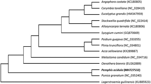 Figure 1. Maximum likelihood tree showing the relationship among P. acidula and representative species within the order Myrtales, based on whole chloroplast genome sequences, with L. guilinensis as outgroup. Bootstrap support values based on 1000 replicates are shown next to the nodes.