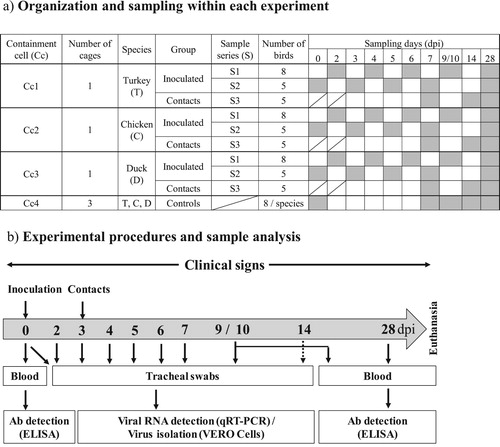 Figure 1. (a) Table summarizing how each trial was organized and detailing the specific days when birds were sampled (grey shaded boxes). Two different series (S1 and S2) within the virus-inoculated groups Cc1, 2 and 3 were constructed so that the same birds were not subjected to unpleasant swabbing of the trachea everyday. (b) Flow diagram of the experimental procedure from the day of inoculation (0) to the end of the trial (28 dpi).