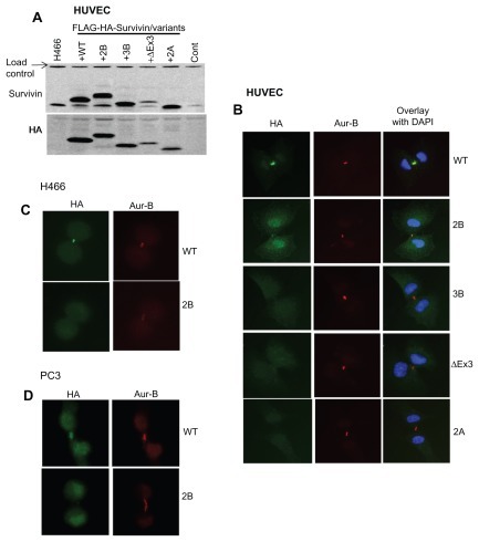 Figure 4 Subcellular localization of survivin variants. (A) Western blot showing the expression of FLAG-HA tagged survivin in human umbilical vein endothelial cells detected using survivin and HA antibodies. (B) Localization of survivin variants in human umbilical vein endothelial cells at stages in mitosis co-stained with Aurora-B kinase and counterstained with DAPI. Immunofluorescence of full-length survivin and survivin-2B stained with Aurora-B kinase and DAPI in H466 (C) and PC3 (D) cell lines.