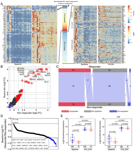 Figure 4. ISG expression analysis. (A) Heatmap displayed expression alteration of the 190 ISGs in general population between IFN-24W and baseline. The results showed that 76 ISGs were up-regulated and 6 ISGs were down-regulated after 24-week PegIFNα treatment, while alteration of the remaining 108 ISGs was not statistically significant. (B) ISGs expression alteration analysed separately in responders and non-responders revealed that most ISGs up-regulated higher in the responder. (C) Summary of ISGs expression alteration in responders and non-responders and their relationships. (D) Expression comparison revealed that 30 ISGs expressed lower in responders at baseline. (E) Boxplot of ISG (MX1 and IFI6) expression at baseline and IFN-24W showed higher fold change in responders rather than non-responders, since comparable expression levels at IFN-24W but lower expression levels in responders at baseline were observed. R, responder; NR, non-responder; FC, fold change.