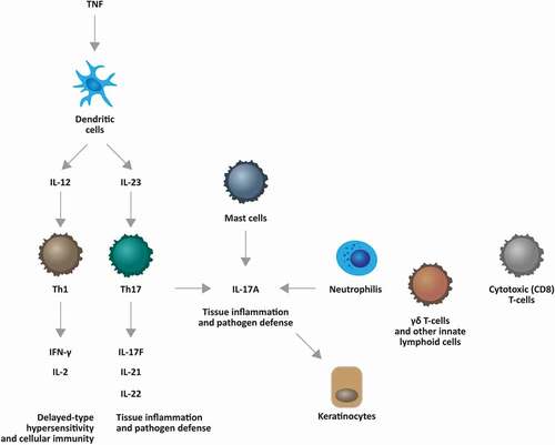 Figure 1. Psoriasis inflammatory cascade. Abbreviations: TNF, tumor necrosis factor; IL, interleukin; Th, T helper; IFN-γ, interferon gamma; γδ T-cells, gamma delta T cells. Elaborated from [Citation14]