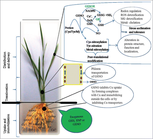 Figure 2. Possible mechanism of exogenous GSNO-mediated Cu tolerance in rice seedlings. Exogenous application of GSH and SNP can produce GSNO in presence of O2. GSNO can inhibit metal uptake by forming complexes with Cu. GSNO can be uptaken by the root and transported to the upper parts through phloem. GSNO can be decomposed to GSSG and NH3 by the GSNOR using NADPH. Alternatively, GSNO can be broken down to NO and GSSG in presence of reductants such as Cu+, AsA and GSH. GSSG can be converted to GSH by GR. GSH can then play important role in stress tolerance through redox regulation, ROS and MG detoxifications, and metal chelation. On the other hand, GSNO can transfer the NO to Cys, Tyr or metals of proteins, a process known as post translational modification, which can modify the function of a broad spectrum of proteins leading to stress tolerance.