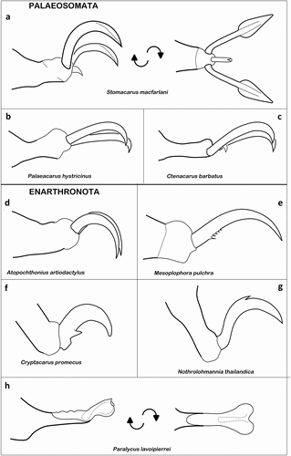 Figure 12. Examples of ambulacral claws of Palaeosomata and Enarthronota. (a) Tarsus of S. macfarlani (Acaronychoidea); left in lateral view, right in ventral view (modified after Grandjean Citation1957). (b) Bidactylous ambulacrum of P. hystricinus (Palaeacaroidea) (after Grandjean Citation1954a). (c) C. barbatus (Palaeacaroidea) (after Schubart Citation1968). (d) perfectly bidactylous tarsus of A. artiodactylus (Atopochthonioidea) (after Grandjean Citation1949). (e) M. pulchra (Mesoplophoroidea) (after Grandjean Citation1965a). (f) Claw of C. promecus (Lohmannioidea) with distinct ventrobasal tooth (after Grandjean Citation1950a). (g) Empodial claw of N. thailandica (Hypochthonioidea) showing middorsal spur (after Fuangarworn and Lekprayoon Citation2012). (h) Adhesive pad-like ambulacrum of P. lavoipierrei (Cosmochthonioidea) possessing only an empodial remnant of the claw; left – lateral view, right – dorsal view (after Norton et al. Citation1983).