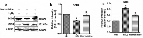 Figure 6. Effect of MR on the expression of oxidation-related proteins. (a) Cells were pretreated with 200 µM MR for 24 h, followed by incubation in the presence of 100 µM H2O2 for 12 h. The cells were analyzed by SDS-PAGE followed by western blot analysis. (b–c) The levels of SOD2 and iNOS were quantified by densitometric analysis.*P< 0.01 vs. the control group; #P< 0.01 vs. the only H2O2 treatment group