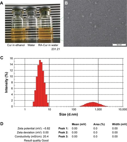 Figure 3 Characterization of RA-Cur with an RA/Cur weight ratio of 25:1 in water.Notes: (A) The appearance of the RA-Cur micelle solution; (B) TEM morphology of RA-Cur micelles (×400 k magnification, bar =50 nm); (C) micelle size distribution; (D) zeta potential characterization of the RA-Cur micelle solution (RA/Cur weight ratio of 25:1).Abbreviations: Cur, curcumin; RA, rebaudioside A; RA-Cur, RA-based self-nanomicellizing solid dispersion containing Cur; TEM, transmission electron microscopy.