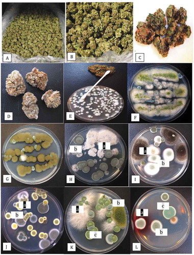 Fig. 1 Sampling of dried cannabis buds for the presence of fungi and colonies recovered on potato dextrose agar with 140 mg L−1 streptomycin sulphate (PDA+S). (a) Dried buds on rack prior to packaging. (b) Close-up of buds that were sampled. (c) Brown discolouration of buds from which Alternaria alternata and Botrytis cinerea were recovered. (d) Mould development on buds from which Penicillium spp. were recovered. (e) The swab method used to recover surface fungi. A cotton swab was gently wiped across the surface of the bud and then streaked across PDA+S. (f) Development of Aspergillus flavus (green) and Penicillium sp. (blue) from a bud streak. (g) Development of Cladosporium westeerdijkieae (brown) and some colonies of Penicillium (green). (h) Development of Botrytis cinerea (white, labelled (a)) and Penicillium citrinum (b). (i) Colonies of Aspergillus niger (a) and Penicilliumspathulatum(b). (j) Colonies of Penicillium pancosmium (a) and P. olsonii (b). (k) Colonies of Fusarium oxysporum (a), A. flavus (b) and Talaromyces pinophilus (c). Colonies of T. radicus (a), P. glabrum (b) and P. chrysogenum (c). All photographs of Petri dishes were taken after 5 days of incubation at 21–24°C