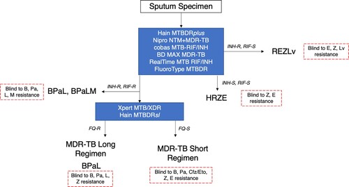 Figure 2. Example of a molecular diagnostic cascade for higher-level health centres.Note: Higher-level health centres refer to reference laboratories with sufficient infrastructure as well as well-established laboratory networks and trained personnel to run higher-throughput and complex molecular tests [Citation64]. Rapid molecular diagnostic testing of treatment non-responders must also be considered following regimen selection and treatment initiation (e.g. month 2 following treatment initiation) to determine acquired resistance. The Nipro PZA LPA might also be used at any point along the cascade to evaluate pyrazinamide resistance. B, bedaquiline; Cfz, clofazimine; E, ethambutol; Eto, ethionamide; H, isoniazid; L, linezolid; Lv, levofloxacin; Pa, pretomanid; R, rifampicin; Z, pyrazinamide