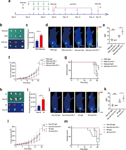 Figure 5 NPs-Ate can be used to monitor PD-L1 dynamic changes and predict therapeutic effects in vivo. (a) The treatment processes. (b–g) Nab-paclitaxel combined with PD-1 therapy. (h–m) IR combined with PD-1 therapy. (b and h) On day 8, the fluorescence pictures of tumor tissue after Nab-pax (b) and IR (h) intervention and (c and i) their quantitation (n=5). (d and j) On day 15, in vivo fluorescence pictures of treatment model under PD-1 combined (d) Nab-pax and (j) IR intervention and (e and k) their quantitation. (f and l) Tumor volume during treatment (n=3). (g and m) Overall survival curves. Data are represented as the mean ± standard deviation (n=3), *** P<0.001, ** P<0.01, and *P<0.05.