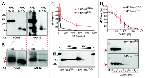 Figure 2. Biochemical comparison of rPrP-res17kDa and rPrP-resOSU. (A) The rPrP-res17kDa (17K) and rPrP-resOSU (O) with or without PK digestion were subjected to immunoblot analysis with POM1 and SAF32 antibodies as indicated. (B) Images obtained by scanning the blots in (A) with a Storm 860 PhosphorImager. Arrow indicates the PK resistant band with smallest molecular weight. Asterisks (* and **) indicate the 2 slower migrating PK-resistant bands. (C) The rPrP-res17kDa and rPrP-resOSU were digested with 10, 25, 50, 100, 500, and 1000 μg/mL PK at 37 °C for 30 min. The PK-resistant rPrP-res was detected by immunoblot analysis with POM1 antibody. The curve represents the average of 4 independent experiments and the error bar represents standard deviation. All immunoblot analyses showed similar patterns and a representative image was presented here. C, undigested control samples. (D) The rPrP-res17kDa and rPrP-resOSU were treated with 0, 0.5, 1, 1.5, 2, 2.5, 3, 3.5, and 4 M GuHCl for 1 h, and then digested with 10 μg/mL PK at 37 °C for 30 min. The rPrP-res was detected by immunoblot analysis with POM1 antibody. The curve represents the average of 3 independent experiments and the error bar represents standard deviation. Arrow indicates the position of the smaller rPrP band, which was consistently detected in all 3 experiments.