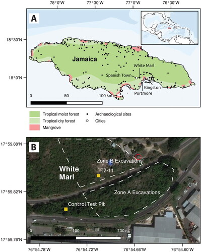 Figure 1. (A) Inset: Location of Jamaica. Main: Location of White Marl site; (B) White Marl recent excavation areas (Zone A and Zone B) separated by the Nelson Mandela Highway, location of Unit T2-11, control test pit and museum circled in red.