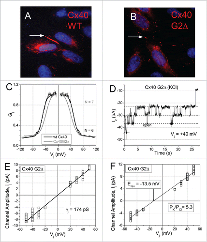 Figure 2. Functional expression of the Cx40 G2 deletion (G2Δ) mutation. (A and B) Immunocytochemical analysis of the wt Cx40 (A) and Cx40G2Δ (B) protein expressed in HeLa cells revealed that the mutant protein trafficked to the membrane and formed gap junction plaques (arrow). (C) The expression of the Cx40G2Δ protein in N2a cells revealed the ability to form functional gap junctions with shifted Vj gating properties (see Table 1). (D) One example of a multi-channel Cx40G2Δ gap junction channel recording from an N2a cell pair. (E) Single gap junction channel current-voltage (ij-Vj) relationship from 7 Cx40G2Δ cell pairs with an average slope conductance (γj) of 174 ± 1 pS, a 16% increase from the published wtCx40 γj of 150 pS.Citation6 (F) The reversal potential (Erev) was measured in response to a 50% transjunctional [KCl] gradient across the Cx40G2Δ gap junction channel. The calculated relative K+/Cl− permeability ratio (PK/PCl) was 5.3, 15% lower than the wtCx40 PK/PCl ratio obtained using previously published procedures.Citation6