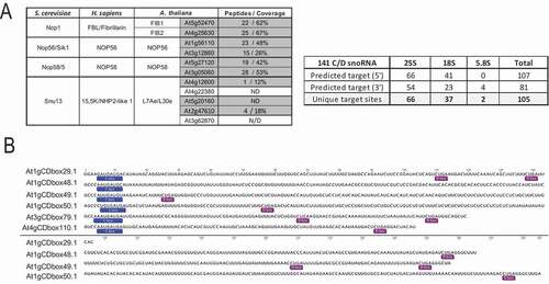 Figure 2. Characterization of FIB2-YFP snoRNP (A) Arabidopsis C/D-box protein orthologues (left) and C/D snoRNA (right) detected in the FIB2-YFP IP fractions using LC-MS/MS and RNA-seq approaches. The number of peptides and % of protein coverage for each protein is shown and the number of predicted 25S, 18S and 5.8S rRNA targets identified in the 5ʹ and 3ʹ antisense sequences of 141 C/D snoRNA. (B) Representation of 6 novel C/D snoRNA detected in the FIB2-IP fraction. C and D boxes are boxed. These C/D snoRNA do not contain a matching rRNA target sequence