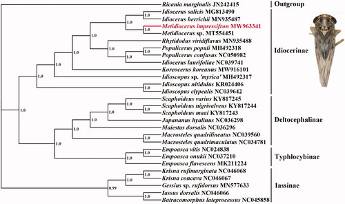Figure 1. Phylogenetic tree of the relationships among 28 species of based on the nucleotide dataset of 13 PCGs. Numbers above the nodes indicate the posterior probabilities of Bayesian inference using MrBayes v3.2.1 under the GTR + G model. Branch lengths represent means of the posterior distribution. The GenBank numbers of all species are shown in the figure.