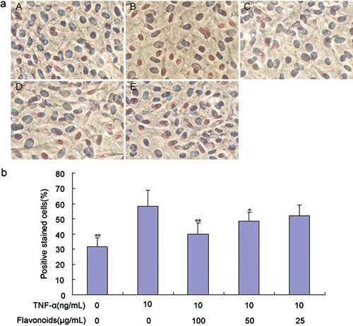 Figure 3. Effect of total flavonoids from Dracocephalum moldavica on TNF-α-induced PCNA expression in rat VSMCs. (A) Immune staining for PCNA expression in VSMCs in culture. (i) Cells with no treatment; (ii) cells treated with TNF-α (10 ng/mL); (iii) cells treated with TNF-α (10 ng/mL) and total flavonoids (100 μg/mL); (iv) cells treated with TNF-α (10 ng/mL) and total flavonoids (50 μg/mL); (v) cells treated with TNF-α (10 ng/mL) and total flavonoids (25 μg/mL). (B) Quantification of PCNA expression was determined by calculating the percentage of positive stained cells per high-power field. Values are represented as mean ± SEM (n = 6). Asterisk indicates a significant difference as compared to TNF-α alone group. *p < 0.05; **p < 0.01.