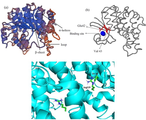Figure 5. Model structure of DCM dehalogenase. (a) Tertiary structure of DCM dehalogenase; (b) Catalytic tunnel and the key amino acids simulation of DCM dehalogenase; (c) Molecular docking of DCM dehalogenase.