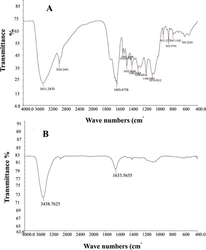 Figure 2. FTIR spectra of Aloe fleurentiniorum extract (A) and AgNPs produced by A. fleurentiniorum extract (B).