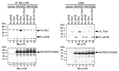 Figure 8.The Y428G mutant of FAST binds TIA-1. FLAG-tagged eIF4E and/or TIA-1 was overexpressed together with the indicated constructs in COS-7 cells. Cell lysates were immunoprecipitated with anti-HA Ab, then subjected to SDS-PAGE immunoblot analysis. Upper left panel: immunoblotting with anti-FLAG Ab after IP; Upper right panel: immunoblotting with anti-FLAG Ab before immunoprecioutation; Lower left panel: immunoblotting with anti-HA Ab after i.p.; Lower right panel: immunoblotting with anti-HA Ab before immunoprecipitation