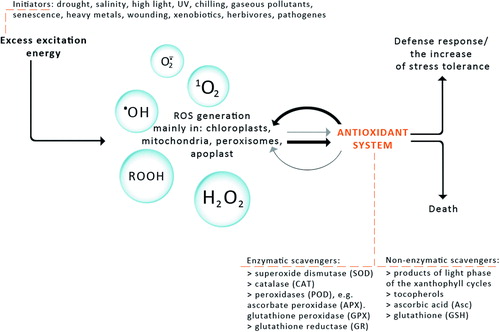 Figure 1. The response of plants to different abiotic and biotic stresses. The antioxidant system (enzymatic and non-enzymatic scavengers) enables plants to regulate ROS level and influence on ROS-dependent signal induction. High ROS generation and weak interaction of the antioxidant system cause cell death. Domination of antioxidant system over ROS generation allows defence response or increase in stress tolerance.