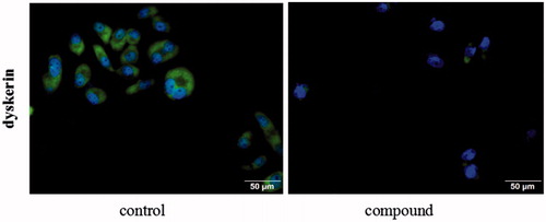 Figure 8. Detection the localisation of dyskerin through immunofluorescence. SGC-7901 cells were treated with compound 5i of 2 μM for 48 h.