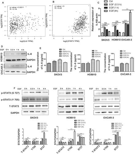 Figure 3. EGFR promotes the IL-6-STAT3 pathway in ovarian cancer. (A) Correlation analysis between EGFR and IL-6 expression in ovarian cancer patients from the online database http://gepia.cancer-pku.cn/. (B) Correlation analysis between EGFR and STAT3 expression in ovarian cancer patients from http://gepia.cancer-pku.cn/. (C,D) The mRNA and protein levels of IL-6 by qPCR and western blot in ovarian cancer cells treated with human recombinant EGF (10 ng/ml) at the indicated times as determined by qPCR and Western blotting. (E) The concentration of IL-6 in cell supernatants as determined by flow cytometry after treatment with EGF. (F) Western blotting analysis of STAT3 expression in ovarian cancer cells treated with human recombinant EGF (10 ng/ml). The data are expressed as the means ± SDs; ns: not significant; *p < 0.05; **p < 0.01; ***p < 0.001.