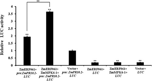 Figure 5. ZmMPK6-1 enhances the transactivation activity of ZmERF061. The relative LUC activity was normalized to the reference Renilla (REN) luciferase. The empty vector sample was set to unity. The experiment was performed by three biological replicates and analyzed using two-way ANOVA followed by Tukey’s post hoc test (**P < 0.01). Bars indicate standard error of the mean.