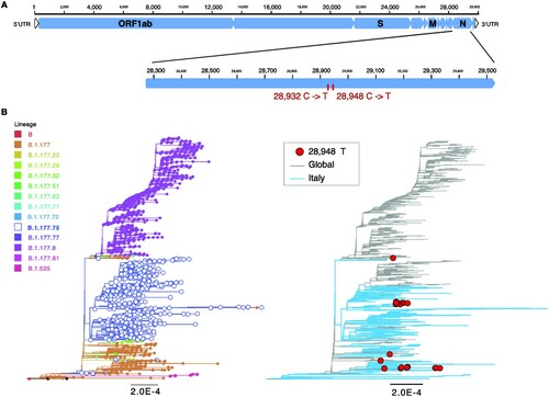 Figure 1. Genome organization of SARS-CoV-2 and variant specific mutations. (A) Shown is a schematic view of the full genome of SARS-CoV-2 (top) and the N gene enlarged (bottom) to simplify visualization of the two mutations C to T nucleotide substitutions at position 28,932 and 28,948 (ref accession NC_045512). (B) Maximum likelihood (ML) trees for SARS-CoV-2 full genomes (n=1858) including lineages B.1.177 (n=246), B.1.177.8 (n=910), B.1.177.75 (n=642), and others (n=62). Italian sequences (n=567) are shown in blue and global sequences in grey. Lineage specific mutations are indicated. Sequences containing mutant variant for 28,948 in red (right). Branch length indicates nucleotide substitutions per site. Tree is rooted at the reference sequence NC_045512.