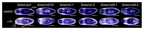 Figure 2. Expression of planarian set1/mll family genes. Whole mount in situ hybridization showing the mRNA expression patterns of genes in the S. mediterranea set1/mll family. The lower worm of each pair was treated with 60 Gy of γ−irradiation three days prior to fixation. mes, mesenchyme; cg, cephalic ganglia; int, intestine. Animals are shown ventral side up with anterior to the left. Scale bars = 0.5 mm.