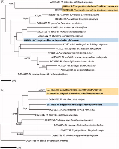 Figure 1. Maximum likelihood trees of Plasmopara species based on the LSU ribosomal DNA (D1/D2/D3) sequences (A) and the cox2 mitochondrial DNA sequences (B), with support values in minimum evolution inference. Bootstraping support values (minimum evolution/maximum likelihood) higher than 60% are given above the branches. The scale bar equals the number of nucleotide substitutions per site.