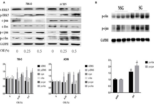 Figure 3 CSE can activate the ERK5/AP-1 signaling pathway. (A) t-ERK5, -fos and -jun levels were notably decreased depending on the CSE dose. However, the phosphorylated-ERK5, -fos and -jun levels were notably increased via Western blotting. (B) Western blotting analysis in RCC tissue also detected an increase in AP-1 protein (p-c-fos and p-c-jun) levels. Data are expressed in the form of mean ± SD. *P< 0.05, relative to respective control group. **P<0.01, relative to respective NSG group.