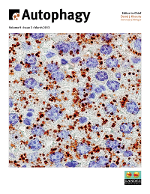 Cover image for Autophagy, Volume 9, Issue 3, 2013