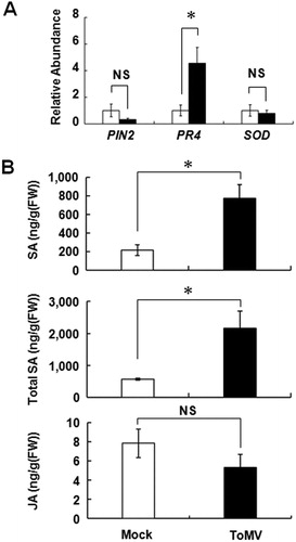 Figure 3. Molecular response of Micro-Tom against ToMV infection. A, Expression profile of the typical stress-inducible genes in the systemic leaf after ToMV inoculation. The total RNA was extracted 7 days after ToMV inoculation and mRNA of PIN2, PR4 and SOD genes was quantified by the qRT-PCR. B, Accumulation of SA, total SA (SA + SAG), and JA in the systemic leaf after ToMV inoculation. White indicates mock treatment and black indicates ToMV infection. Each bar indicates the mean ± standard error of the mean of repeated experiments (A: n = 3; B: n = 4). Asterisk indicates that the data compared were statistically significantly different (P < 0.05, t-test). NS indicates no significance.