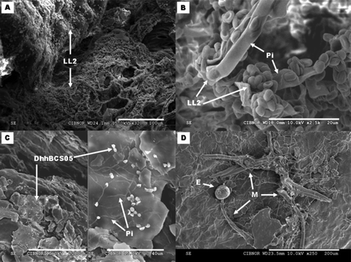 Figure 6. Microphotographs of the interaction between strains of Debaryomyces hansenii and Penicillium italicum in wounds of Mexican lime. (A) Fruit wound inoculated with the strain LL2 at a concentration of 108 cells mL–1 after 21 days in storage. (B) Parasitism of LL02 yeast and mycelium of P. italicum (Pi). (C) Interaction between strain DhhBCS05 and Penicillium italicum (Pi) in inoculated wounds of Mexican lime at a concentration of 108 cells mL–1 and 104 spores mL–1, respectively. (D) Spore E and mycelium M of Penicillium italicum penetrating wounds on the surface of the lime. Samples were taken from fruit stored for 21 days at 13°C and 90% RH. Figura 6. Micrografías de la interacción entre cepas de Debaryomyces hansenii y Penicillium italicum en heridas de limón mexicano. (A) Herida del fruto inoculado con la cepa LL02 a una concentración de 108 células mL–1 después de 21 días de almacenamiento. (B) Parasitismo de la levadura LL02 en el micelio de P. italicum (Pi). (C) Interacción entre la cepa DhhBCS05 y Penicillium italicum (Pi) dentro de la herida del limón mexicano inoculada a una concentración de 108 células mL–1 y 104 esporas mL–1 respectivamente. (D) Espora E y micelio M de Penicillium italicum penetrando en las heridas del limón mexicano. Las muestras fueron tomadas de frutos almacenados por 21 días a 13°C y 90% de HR.