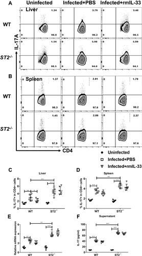 Figure 7 ST2 is indispensable for IL-33 inhibition of Th17 in murine schistosomiasis japonica. WT and ST2−/− mice were divided into uninfected group, infected plus rmIL-33 group and infected plus PBS group. Each mouse in the infected groups was infected with 20 cercariae through shaved abdominal skin. Mice in the infected plus rmIL-33 group were intraperitoneally injected with exogenous rmIL-33 (dissolved in sterile PBS solution) from the 4th week to 8th week post infection, with the total 5 μg of rmIL-33 per mouse. The mice in the infection plus PBS group were simultaneously given the equal volume of PBS. At the 8th week post infection, all mice were sacrificed. The liver, spleen and peripheral blood were collected. The proportion of IL-17A+T cells in CD4+ T cells in liver (A and C) and spleen (B and D) of mice. (E) The mRNA expression level of Th17 specific transcription factor RORγt in liver and (F) The concentration of IL-17 in splenic supernatant. Data are expressed as means ± SEMs based on 6 mice in each group and from 2 independent experiments. Asterisks mark significant differences among different groups (*P < 0.05, **P < 0.01, ***P < 0.001).