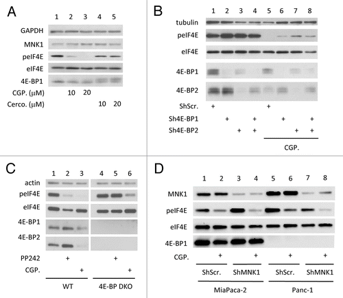 Figure 4. 4E-BPs downregulation does not confer resistance to the MNK inhibitor CGP57380. (A) HEK cells were treated for 1 h with 10 or 20 µM of CGP57380 (CGP.) or cercosporamide (Cerco.) or left untreated. (B) HEK cells expressing shRNA against 4E-BP1 and/or 4E-BP2 or Scramble shRNA were treated with 20 μM of CGP57380 (CGP.) for 1 h or left untreated. (C) 4E-BP DKO and WT MEF were treated with 2.5 μM of PP242 or with 20 µM of CGP57380 for 1 h or left untreated. (D) MiaPaca-2 and Panc-1 cells expressing shRNA against the 3′UTR of MNK1 mRNA or Scramble shRNA were treated with 20µM of CGP for 1 h prior harvesting. Cell lysates were analyzed by western blotting using the indicated antibodies. Data are representative of at least three independent experiments.