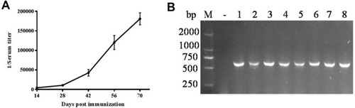 Figure 2 Construction of a phage display library. (A) Anti-GPC3 serum titer of Bactrian Camel. (B) Identification of VHH gene amplification. M: DNA Marker DL 2000; Lanes 1–8: Positive clones.
