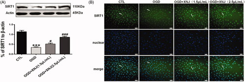 Figure 7. Effects of XNJ on SIRT1 expression in OGD-cultured HBMECs. (A) The protein expression of SIRT1 was analyzed by western blot; (B) SIRT1 was up-regulated in the HBMECs exposed to OGD pre-treated with XNJ by immunofluorescent staining. Positive stainings as shown in green. Scale bars: 50 μm. Data are represented as mean ± S.E.M. (***p < 0.001 vs. CTL; #p < 0.05 vs. OGD; ###p < 0.001 vs. OGD). n = 4 in each group.